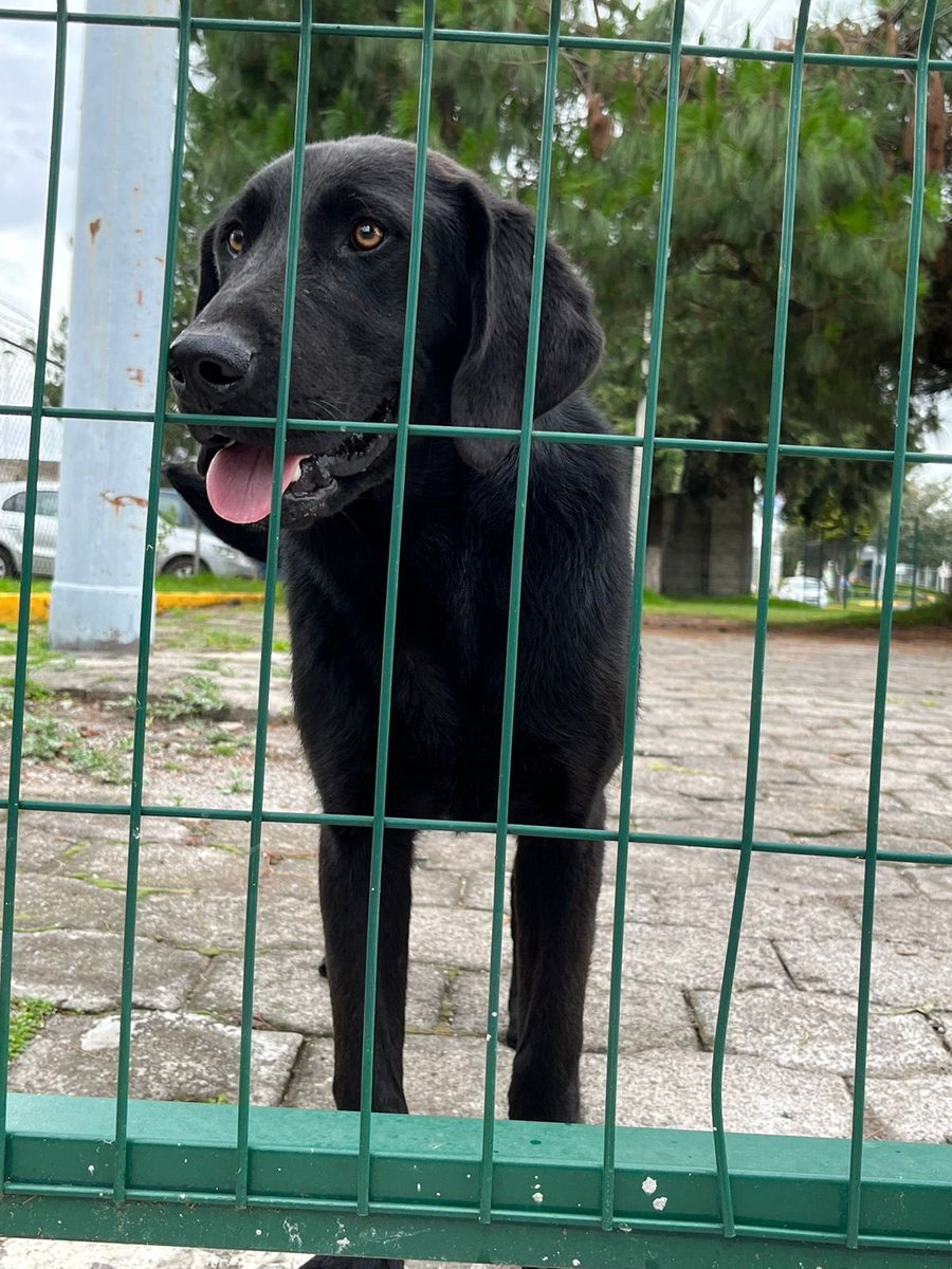 Juguetón y amigable en resguardo en Mexiquense Radio. Comparte para encontrar a su familia ¡Gracias! 🐾♥️