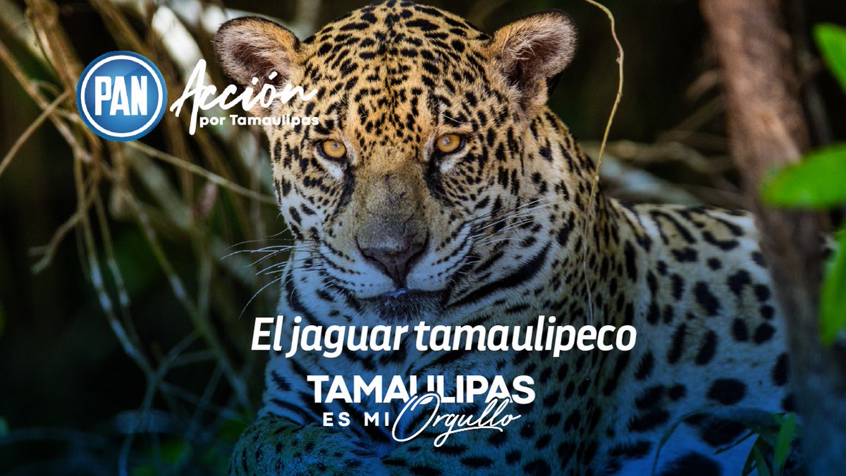 PANTamMx's tweet photo. El jaguar es uno de los animales más representativos de nuestro estado y país, ¡Conservemos su especie! ¡Honremos nuestro orgullo de ser tamaulipecos!🐯

#TamaulipasEsMiOrgullo
#SigamosEnAcción
#Tamaulipas #Mx https://t.co/P0OcHjwDzm