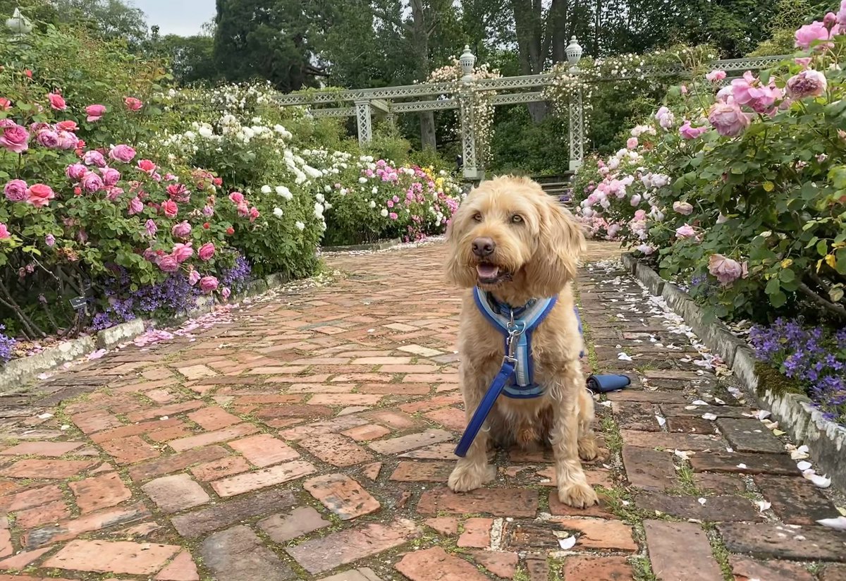 Hi everyone, I am getting so excited because #WagWednesday’s are back at #BodnantGardenNT from tomorrow evening dogs can have a walk around the garden from 5 until 8 every Wednesday. #NTwales #dogfriendly #dogsoftwitter #dogfriendlygardens
