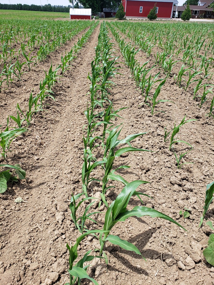 C & L Seed Production tweet media