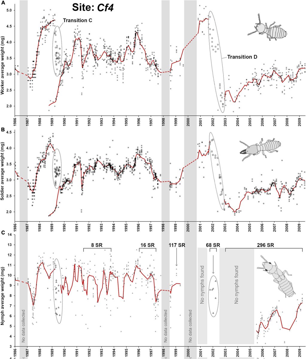 ChouvencL's tweet photo. How a eusocial insect colony demography and breeding strategies change over 25years? With millions of termites collected from the field, we finally have a clue. Paper just published! And i will also talk about it today at #IUSSI2022, at 16:30, room 14

 https://t.co/O3tJdXGRZ8 https://t.co/mmiPAOnq4u