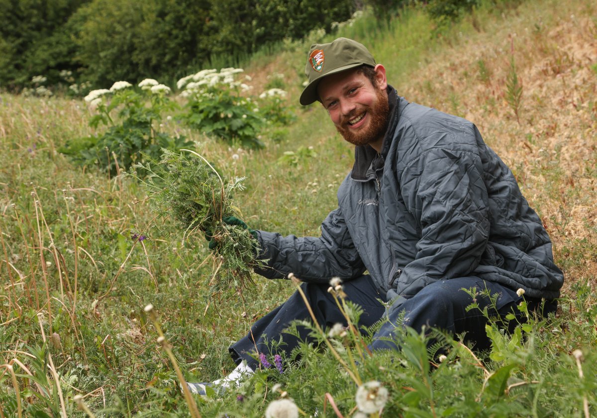 The Seward Community Weed Pull on June 24th was a success! We collected 106 pounds of the invasive plant bird vetch (Vicia cracca). A special thank you to all our community volunteers and Cooperative Invasive Species Management Area (CISMA) partners!