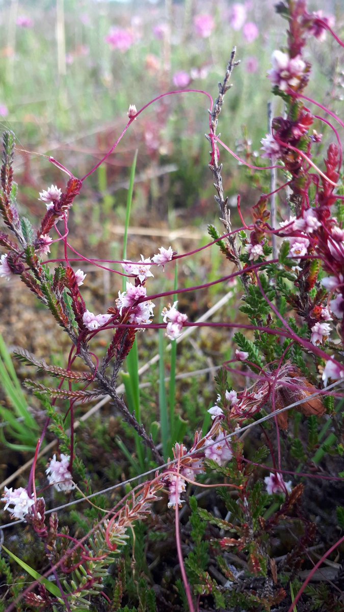 Op een dag beenbreek, veenpluis  en klein warkruid. Prachtige droge en natte heideterreinen van Brabants Landschap ^ff