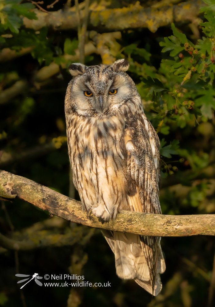 Long Eared Owl on Sheppey @SheppeyWildlife @KentWildlife @fonkm @BBCSpringwatch