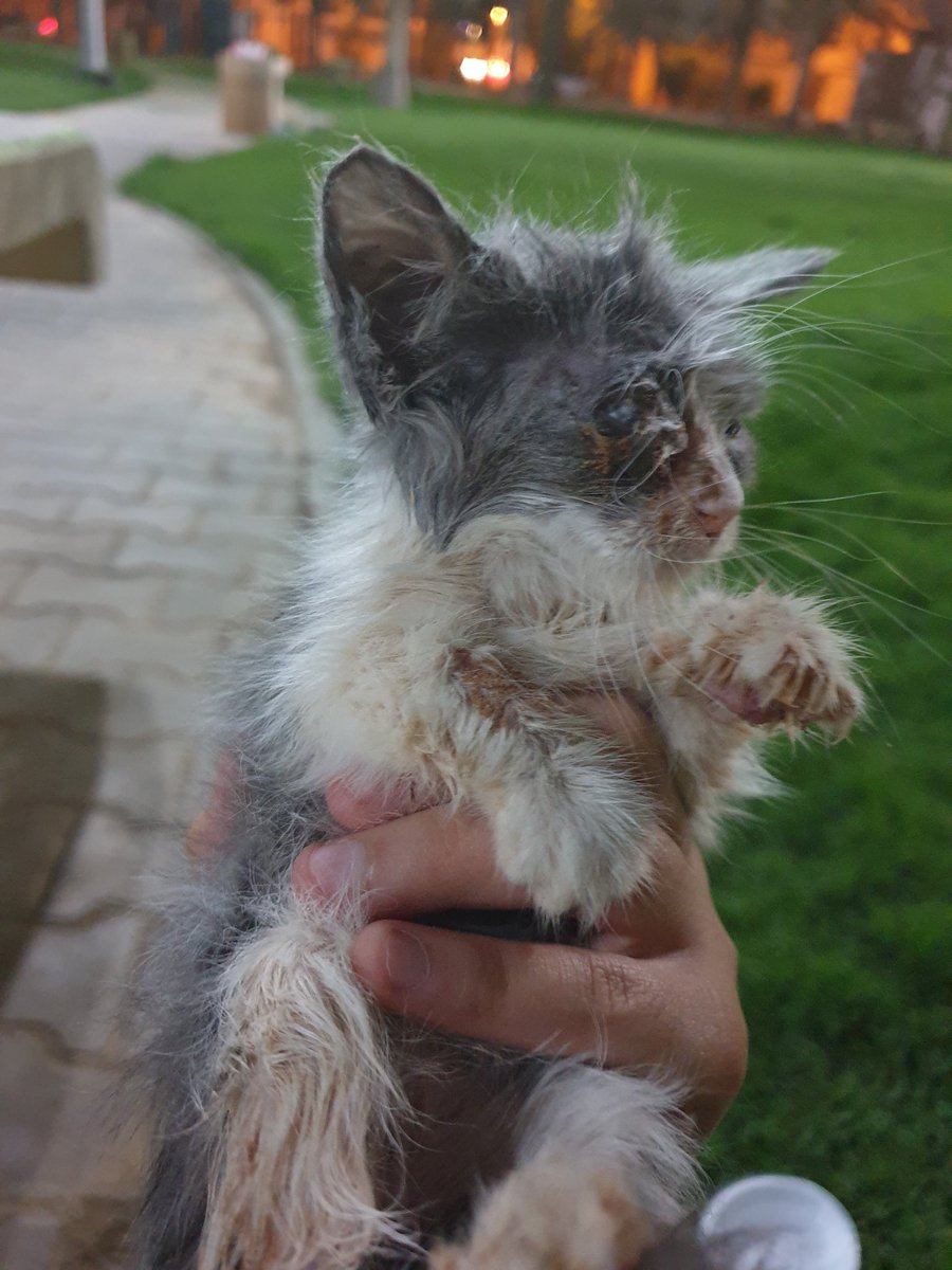 زومي tweet media