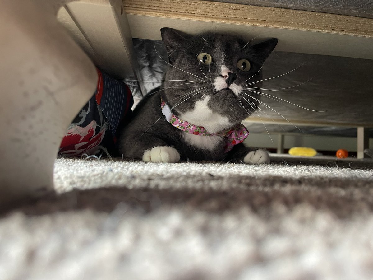 truecrimecatlaw's tweet photo. If you’re like me, you might need some motivation to round out the end of your Tuesday (aka Monday) of this holiday week. Please enjoy this photo of Winston, realizing that I can and will find her anywhere just to take pics of her 🤣🤣🤣🤣 #poorwinston https://t.co/ty21JRnneC