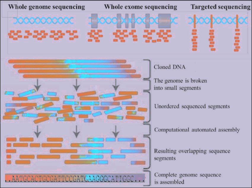 THSCIENTlST's tweet image. ㅤㅤ ㅤ

Processo laboratorial para determinar quase toda a sequência de DNA de uma pessoa, incluindo sequências não codificantes, o que representa cerca de 3 bilhões de nucleotídeos. Também chamado de sequenciamento completo do genoma e GSC.      

ㅤㅤ