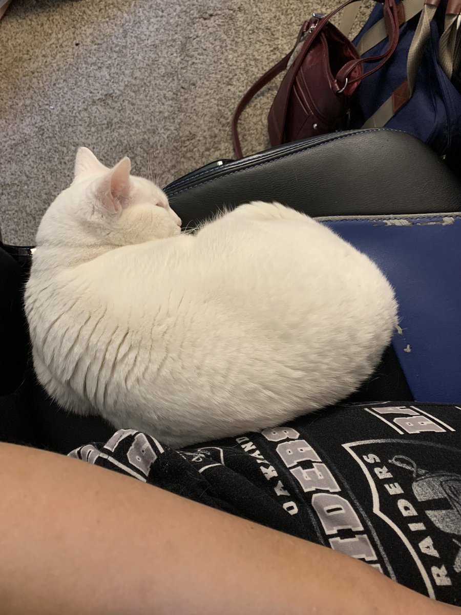 Katchadourayray's tweet photo. @Northernlion Sending love, bad puns, and a cat pic 💜 feel better soon NL! https://t.co/HXGBOauKFg