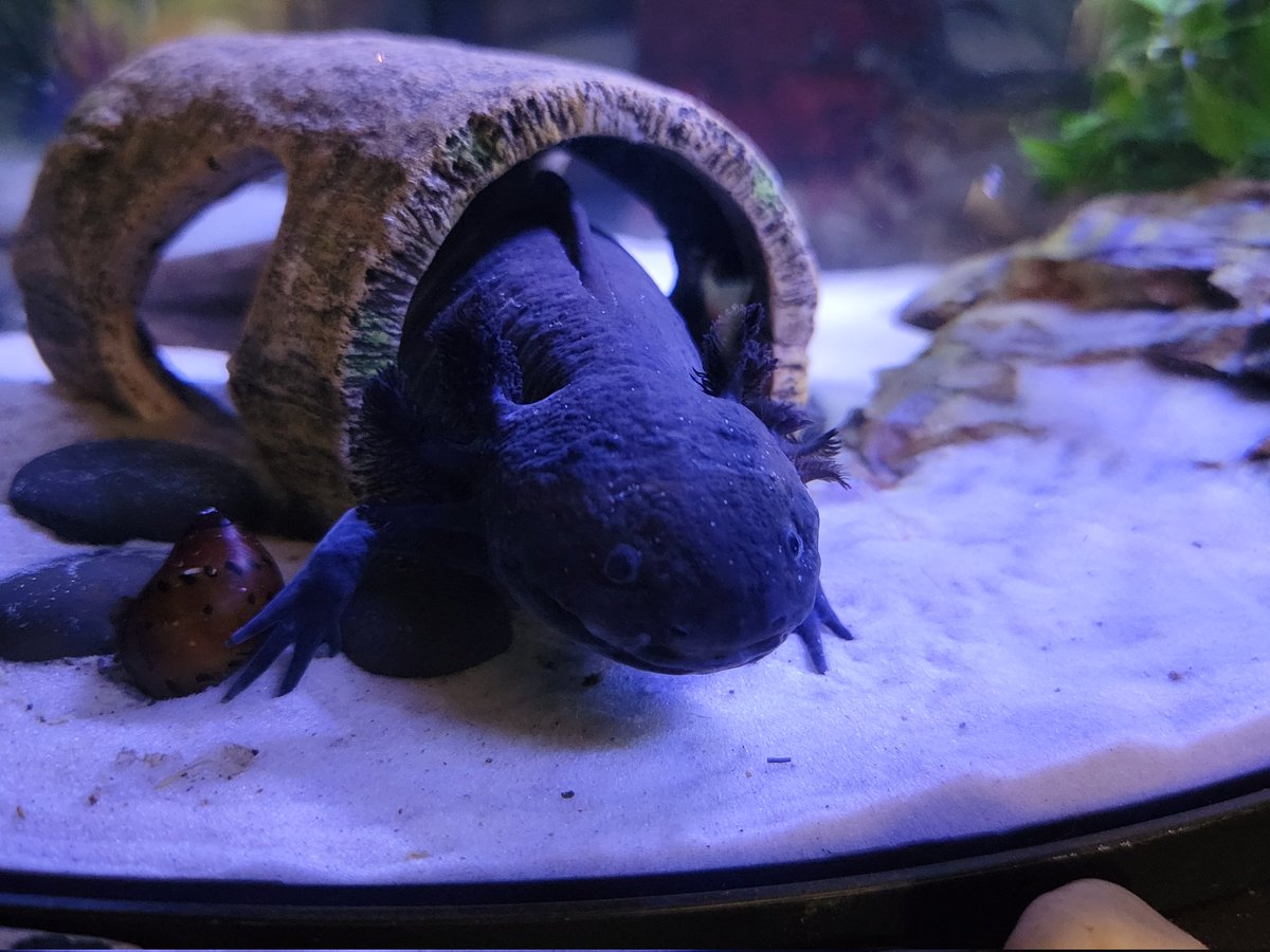 Jhawky13's tweet photo. @GISH @charliecapen @GISHChillax My axolotl Xolotl can't wait to help be another voice for his cousins struggling to survive in the wild. #axolotitlan #axolotl https://t.co/jNZoKnGBhv