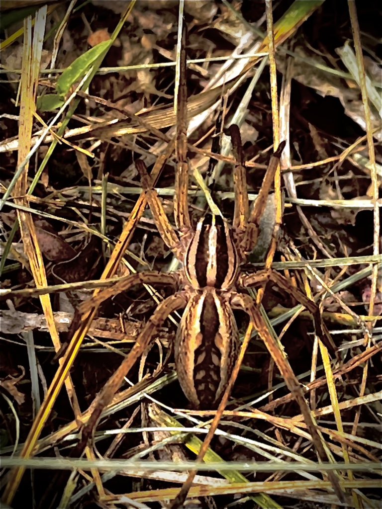 SCVMD & Adventures tweet media