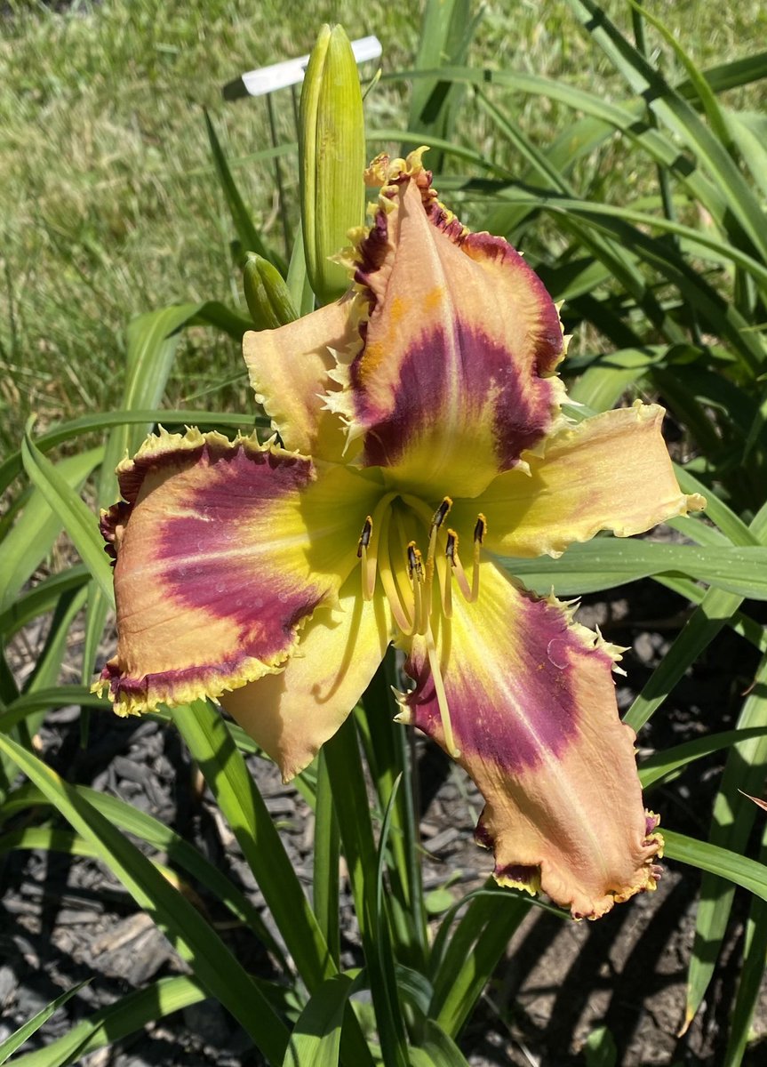 TattoodGardener's tweet photo. Daylily season has begun. With 38 registrations to my name to date. Iโm hoping to register another 12 this year. These are some selects from my seedlings so far this year. #daylily #hemerocallis #hybridizer #thetattooedgardener https://t.co/NXJ3f4wUw9