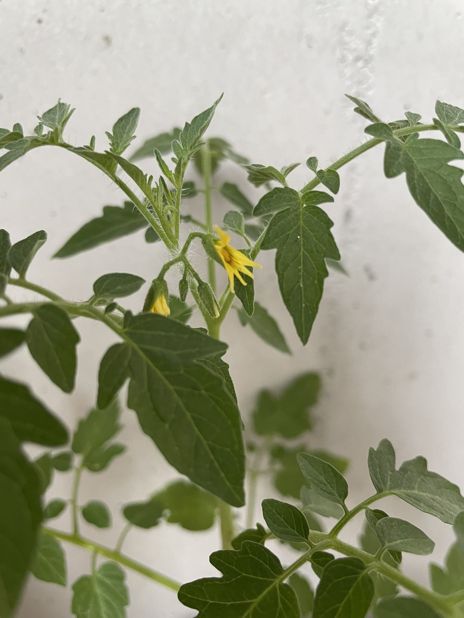 ゆぅゆぅ Twitter પર ミニトマト挿し木に 花が咲きました 収穫出来たら嬉しいな 家庭菜園 プランター菜園 ミニトマト 挿し木 T Co Sygcfwncxm Twitter