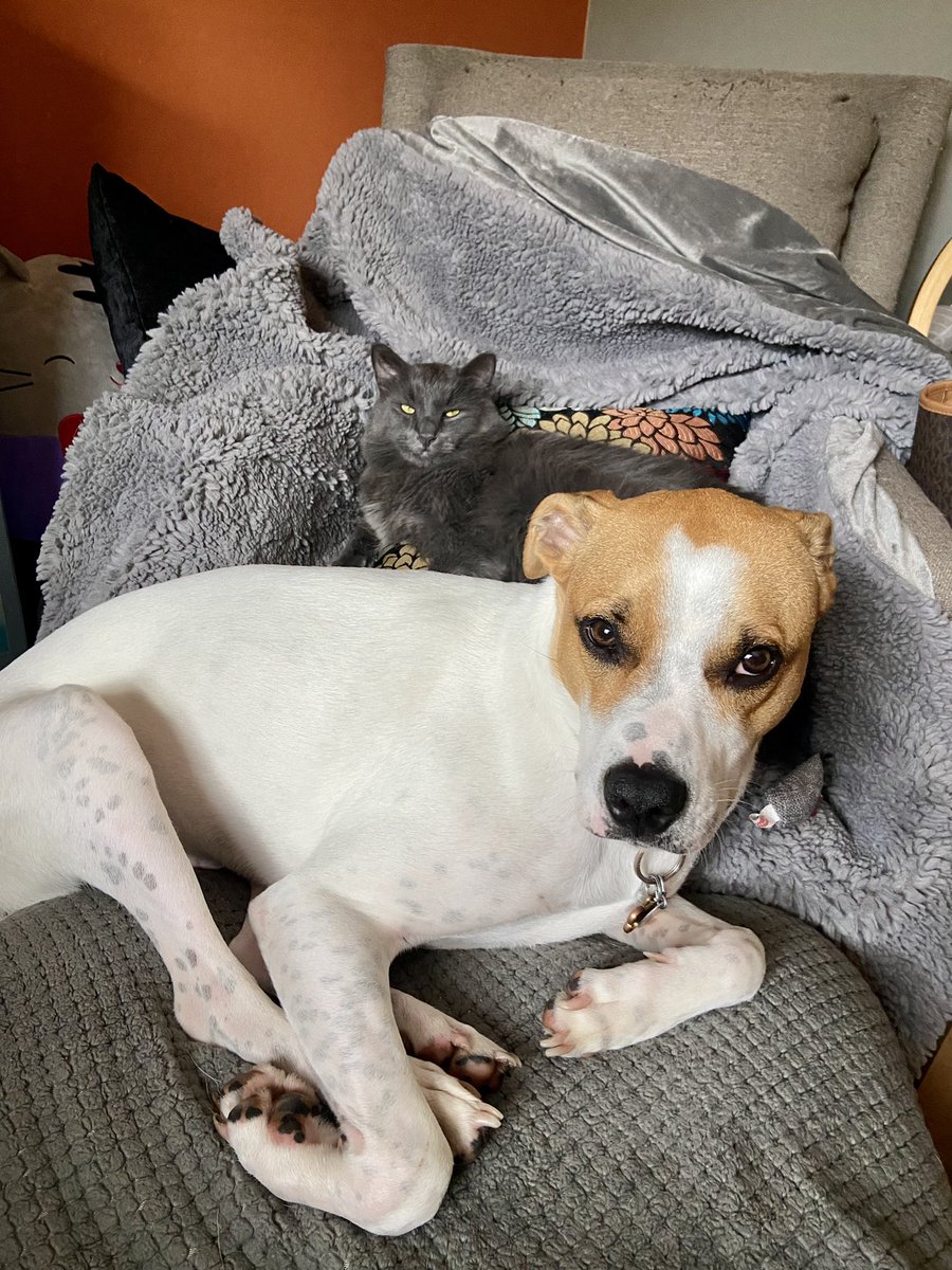 StonedCats's tweet photo. these two love to sleep in this chair and today they finally slept together. my boys 🥹🧡 https://t.co/JxVuS0lI1F