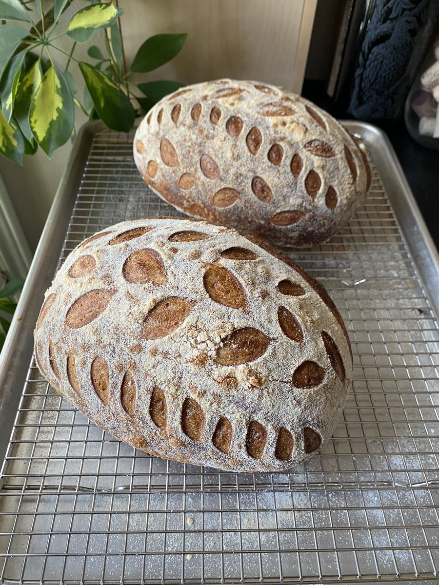 On this VERY Monday-esque Tuesday, at least the bread is beautiful. #baking #breadweek #sourdough