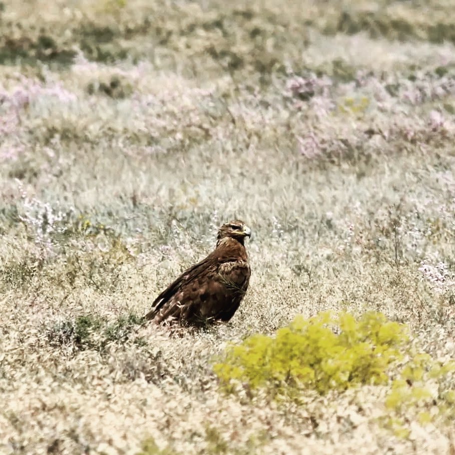 Bozkır Kartalı

Ülkemizin en nadir kartal türlerinden. Yaşam alanları giderek daralıyor, bu gizemli türün korunması için çalışıyoruz 🙌🏼