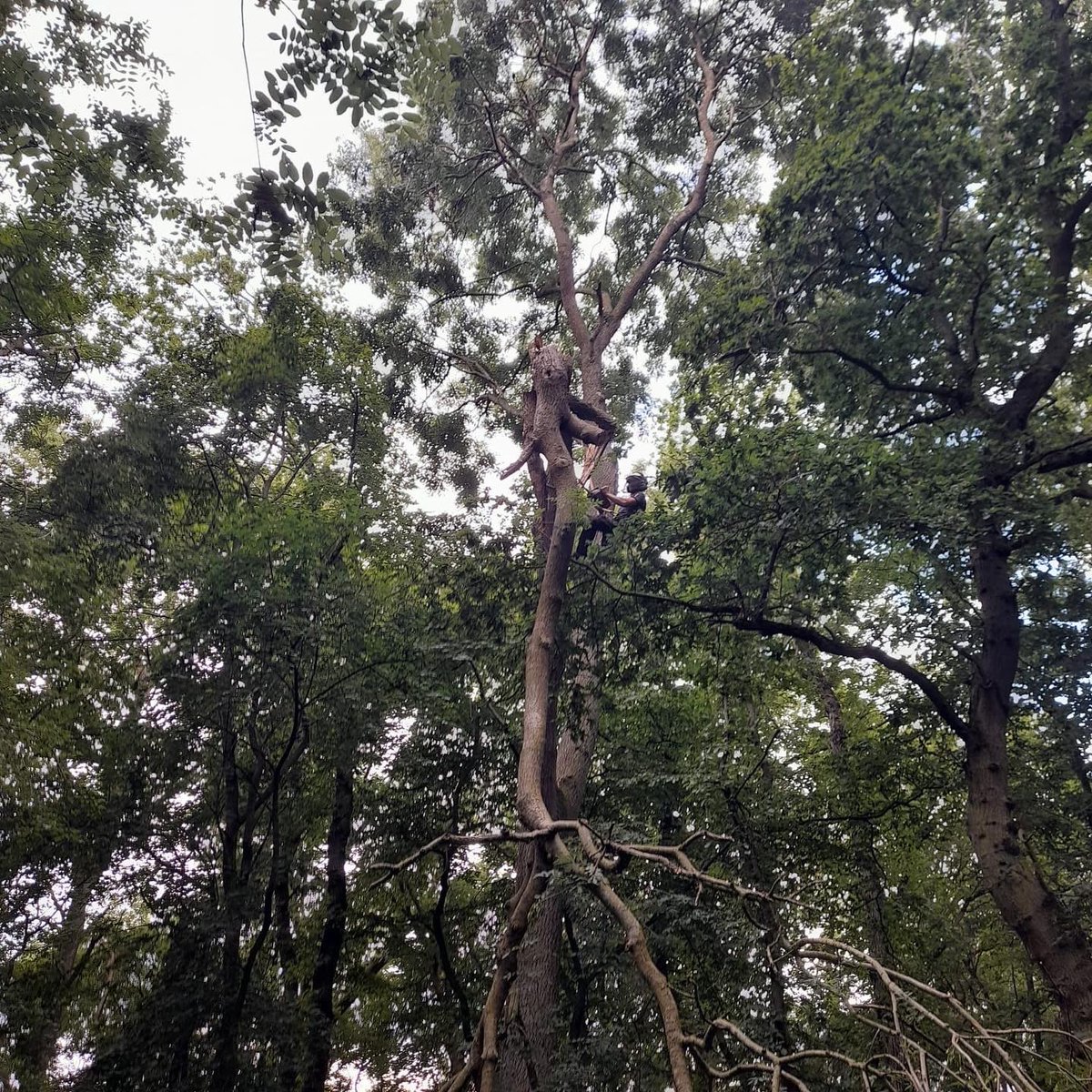 RFTreeSurgeons's tweet photo. Call out for Felsted School in their forest, major limb failure of a large Ash tree near the Forest School. Brought forward as a priority and all debris left in Eco-piles for habitat.
https://t.co/hCgDeV7k2u https://t.co/kbaTwpQgWy