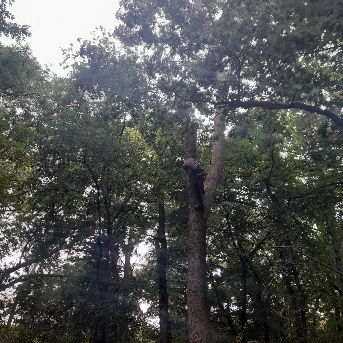 RFTreeSurgeons's tweet photo. Call out for Felsted School in their forest, major limb failure of a large Ash tree near the Forest School. Brought forward as a priority and all debris left in Eco-piles for habitat.
https://t.co/hCgDeV7k2u https://t.co/kbaTwpQgWy