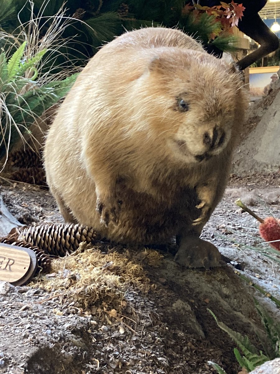 Kidzquotes's tweet photo. Layla “Beavers are creepy, I thought they’d be cute!” https://t.co/xyQrns9mOP