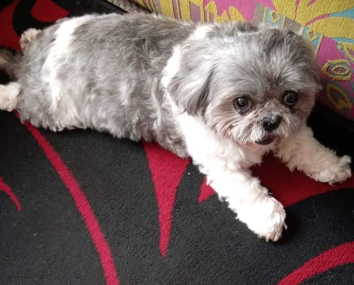 Shih Tzu Action Rescue (STAR) UK tweet media