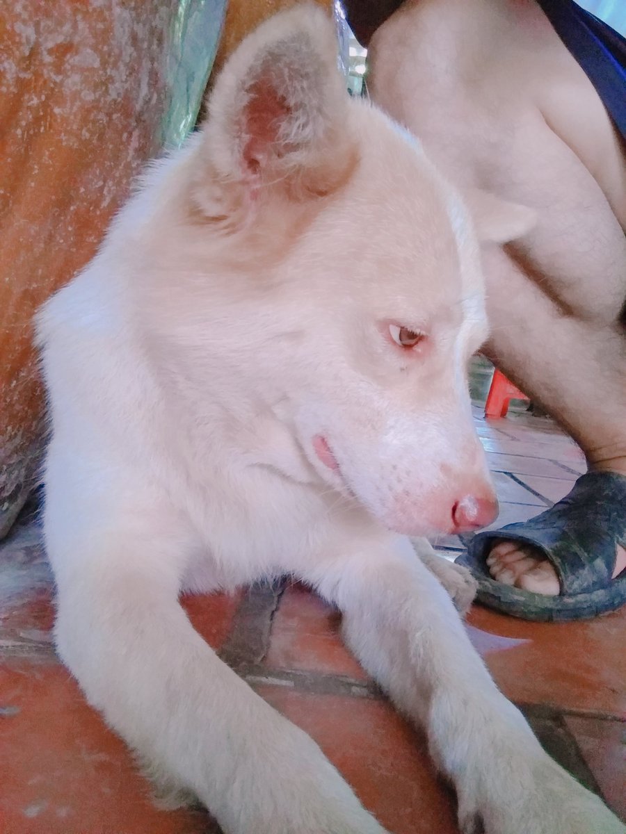 hoanghai88tv's tweet photo. maybe this is the face of being abandoned by a lover 😅
#dog #vinhlong #vietnam #hoang2 #hoang2top https://t.co/5cUsFbNjyV