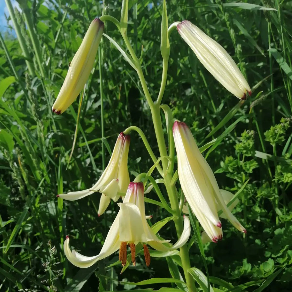 Kafkas Zambağı
#Posof
#Ardahan