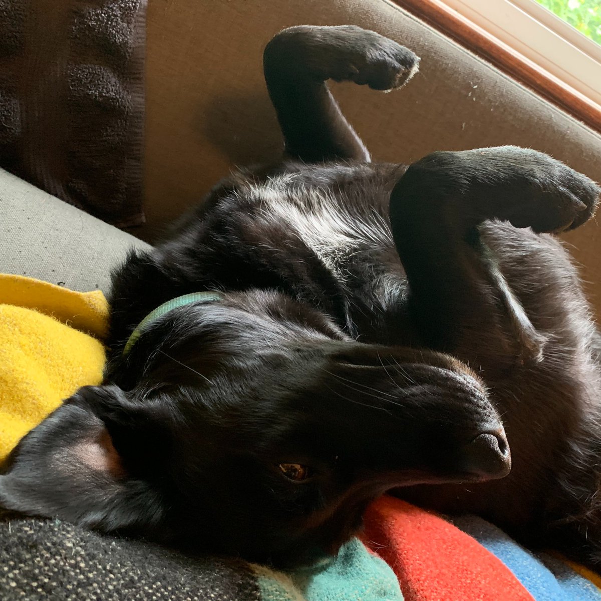 antonialmreed's tweet image. 🐶Do you have a story about how your pet has helped your mental or physical health during the pandemic? Or any other interesting pandemic pet stories? Please message me. It's for a summer series for CBC radio local programs across Canada. 🐱