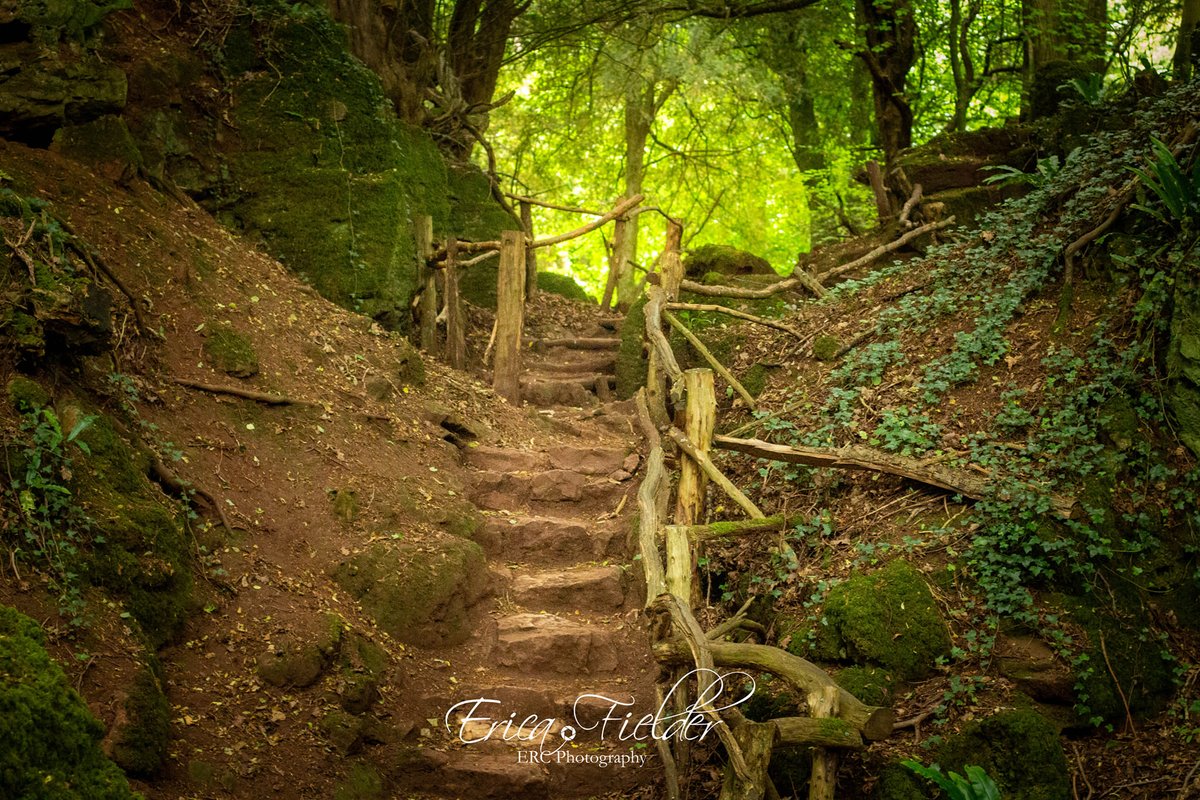 PuzzlewoodFOD's tweet photo. We love these gorgeous photos taken at the weekend by Erica Fielder 🌳💚 The cute robins, the vibrant green mosses and ferns and the attention to detail. Great work! #Puzzlewood #DeanWye #ForestOfDean #GoFindFreedom #EscapeTheEveryday #Summer https://t.co/dibTAswVFu
