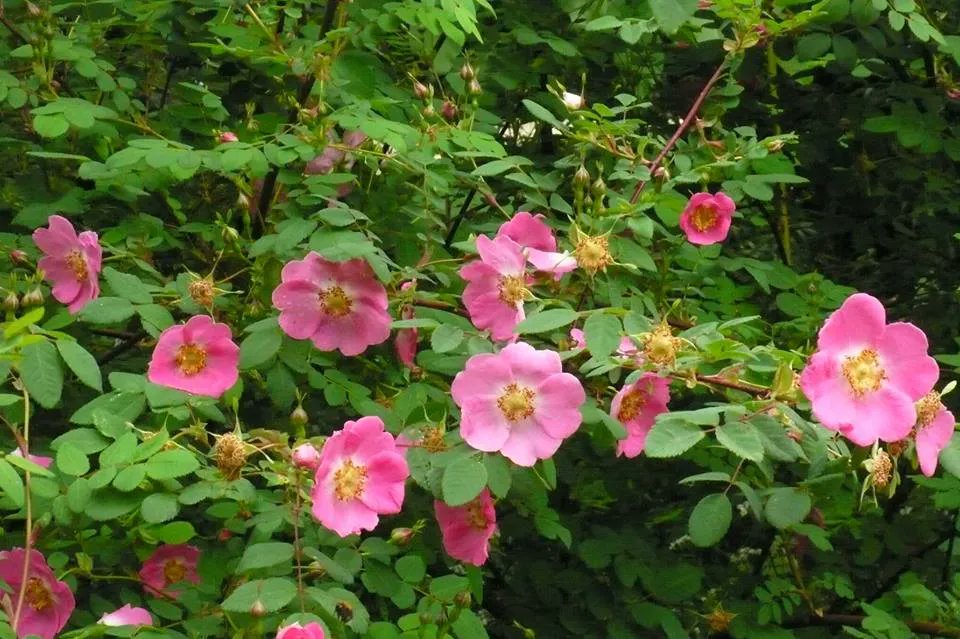 The latest blog from <a href="/SLGardens/">Stillingfleet Lodge</a> Roses, tomatoes and herbs in July - look at adding foliage to your borders buff.ly/3OPnLbh