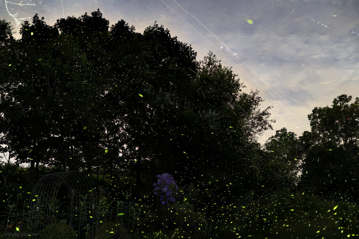 BugladySuzanne's tweet photo. It is firefly time!!!  My side garden. #fireflies #lightingbugs #pa https://t.co/s8DFNQEQMU