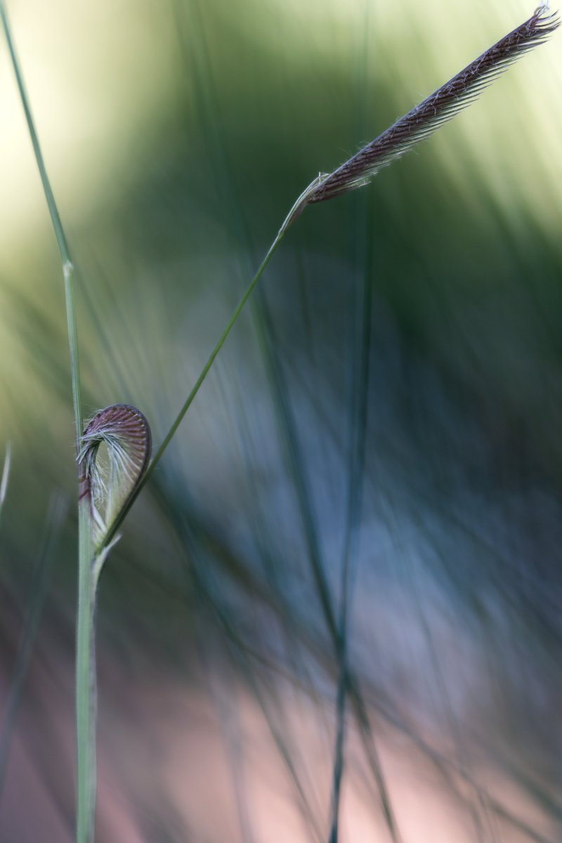 rosstintexas's tweet photo. Good Afternoon Artists and Collectors

Blue Grama #2

1/3 photos from my "Small World" collection on @foundation

1/1~ 0.05ETH

Check out the collection  🌞 👇
https://t.co/8NCJXLzIXP

#nftphotography #nftart #nftartist #nft #intimatelandscapes https://t.co/MMwjSTFhCn