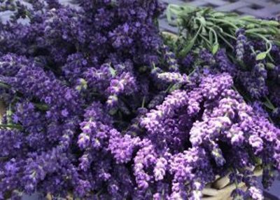The Secret Life of Lavender... and our upcoming Summer Workshops. Check our Newsletter - mailchi.mp/madlavenderfar…