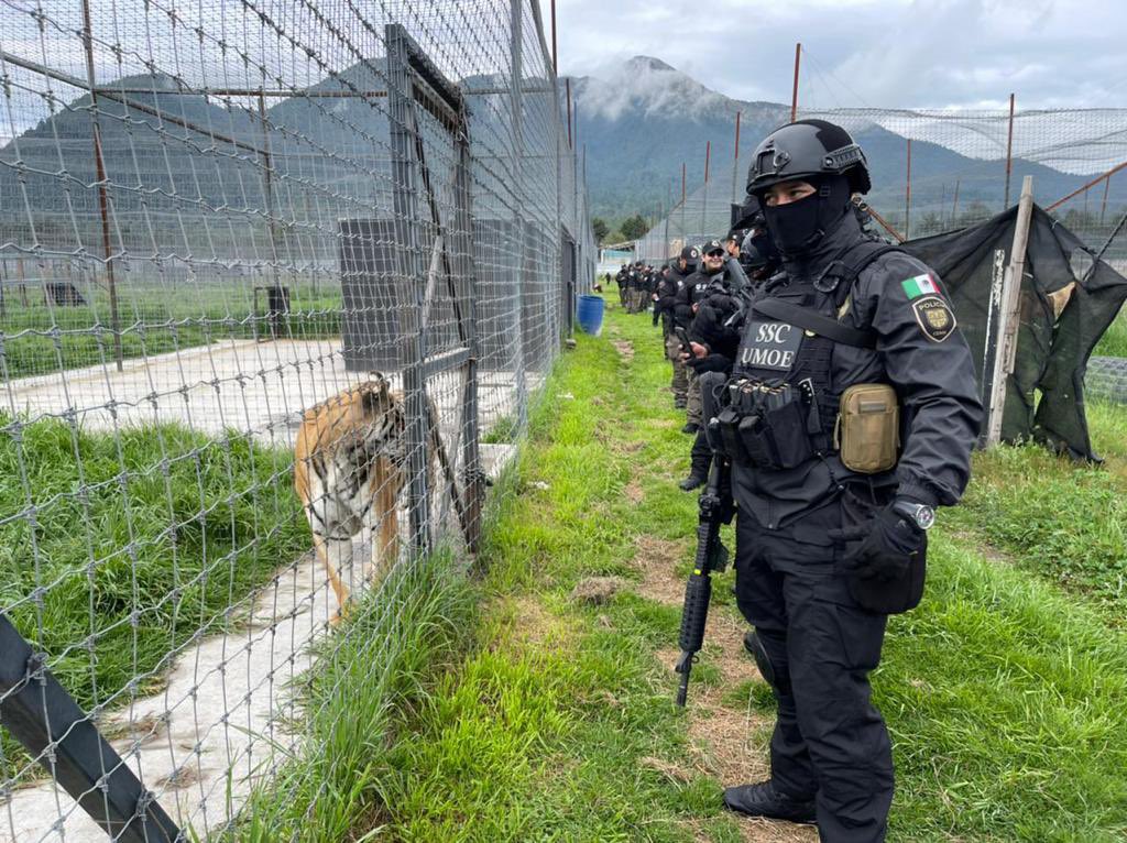OHarfuch's tweet photo. Por instrucciones de @Claudiashein y en apoyo a la @PROFEPA_Mx, compañeros de #UMOE de @SSC_CDMX con @FiscaliaCDMX, aseguraron el predio utilizado como refugio en el #Ajusco, por el delito de uso indebido de suelo y maltrato animal. https://t.co/KIWDorv5ml