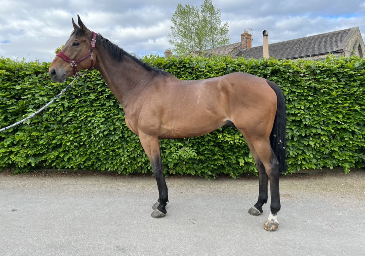 SolwayRacehorse's tweet photo. @Coligone transformation huge difference https://t.co/AJXSo4WIM5