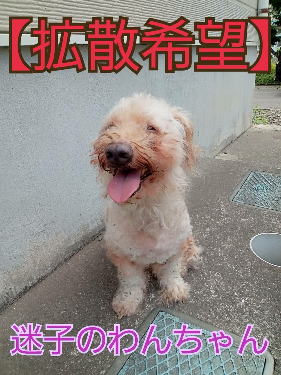 Rs36231954's tweet photo. 【拡散希望】
昨日の日中
迷子のわんちゃんを保護しました。
会津若松市旭町で
人や車を頼ってうろちょろしてました。
雄のトイプードルだと思います。
保健所に頼んで
現在保護してもらってます。
早く飼い主さんのところに
帰してあげたいです。
心当たりのある方は
保健所に問い合わせて下さい。 https://t.co/YnkfOY5AXv