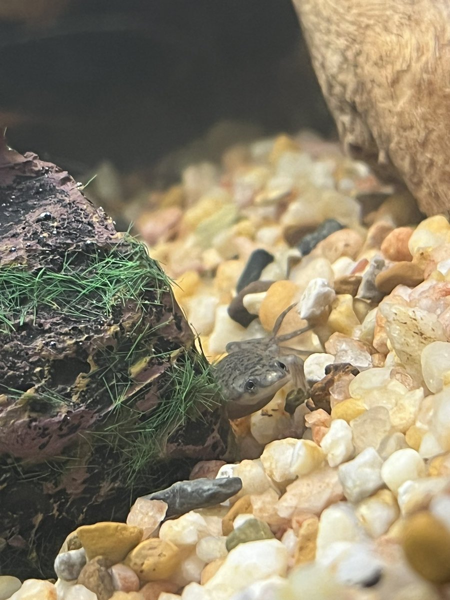 After a couple days feeling really low, I thought buying by favourite little animal- frogs would cheer me up.  And guess when, they have made me smile all afternoon 🐸💖