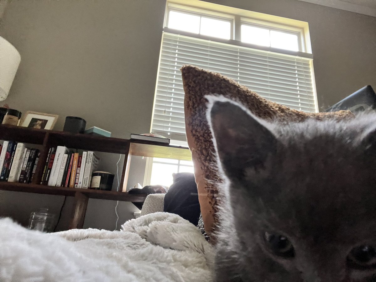 phil and rufus (party hat and party favor) tweet media