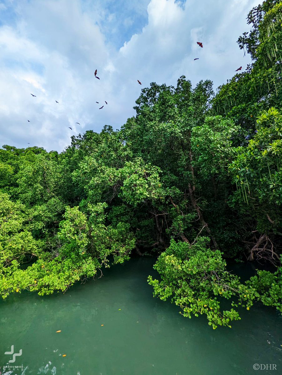 🌳Mangrove #forests serve a range of vital functions, such as flood and erosion control, carbon
sequestration and as an aquatic nursery for many fish species. Mangroves are also critical for terrestrial biodiversity, such as #birds and #megabats. #nature #Philippines #Travel