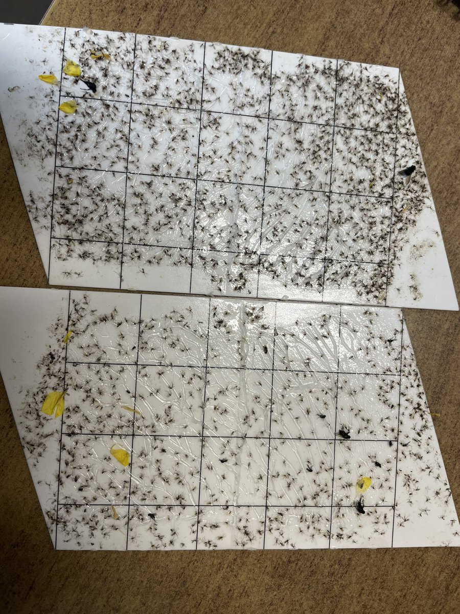 TanjaGahwiler's tweet photo. Very high population counts on the second flush of Swede Midge in the #TemAg area! Luckily most of the areas canola has bolted and is in flowering stage before the second flush came out! https://t.co/c8JhCiDLjN