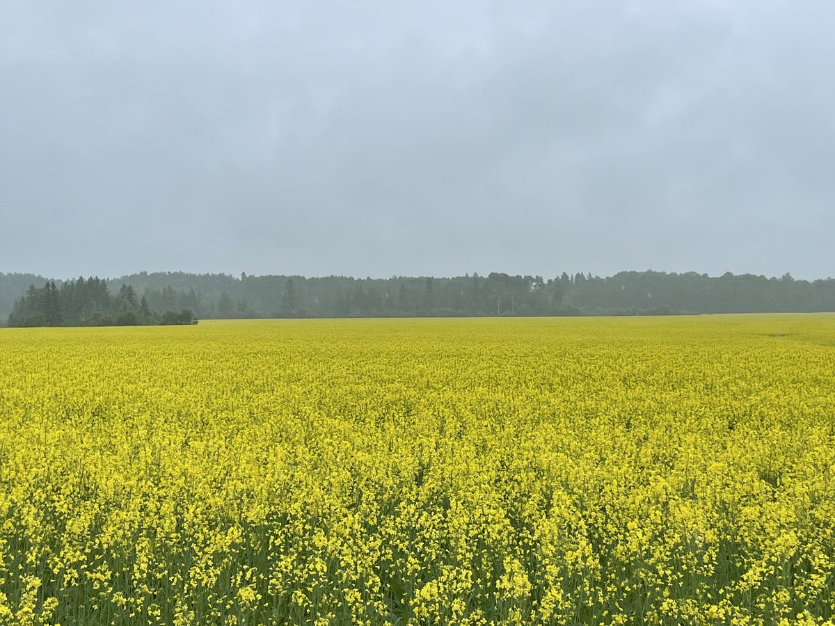 TanjaGahwiler's tweet photo. Very high population counts on the second flush of Swede Midge in the #TemAg area! Luckily most of the areas canola has bolted and is in flowering stage before the second flush came out! https://t.co/c8JhCiDLjN