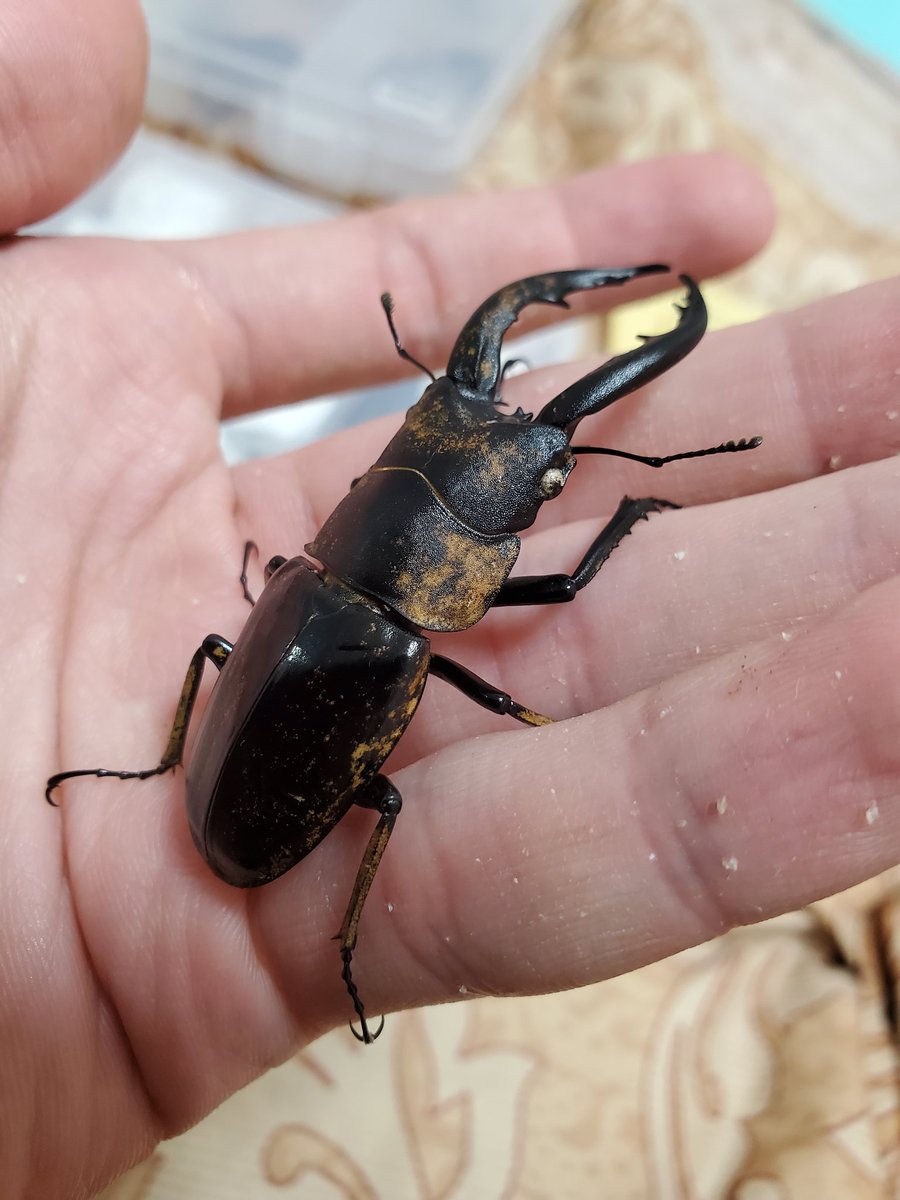 dorcus_atsu's tweet photo. アマミコクワのメスと金粉ノコが連続で採れたのは奇跡って言って良いでしょ🤭 https://t.co/iPvIR5NIMd