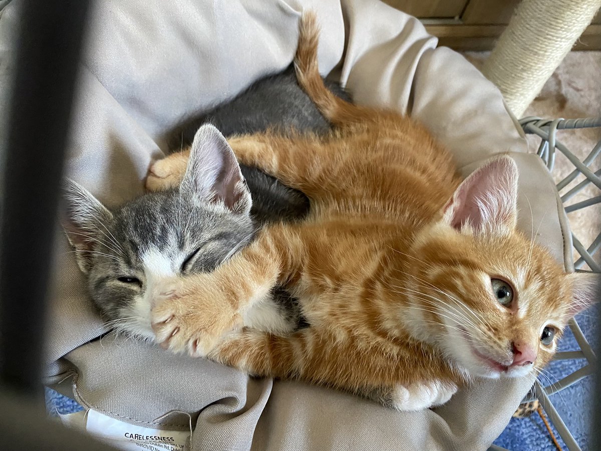 Ssshhhh, don’t tell hooman where all the ping pong balls are.
#kittens #KittensOfTwitter #CatsOfTwitter #CatsLover #cats #ThorLoveAndThunder #catsoftheday