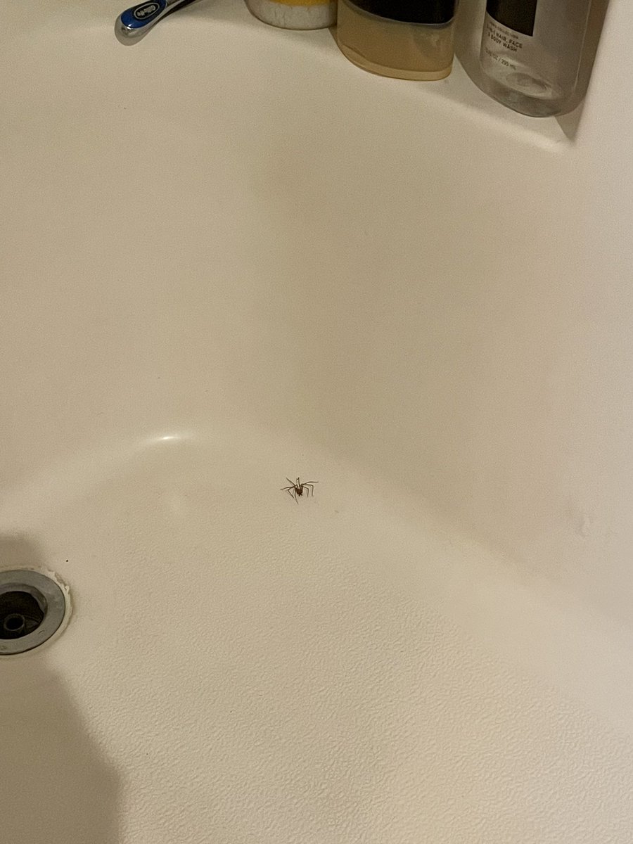jackiekobetz's tweet photo. Is this a brown recluse? If so, please help 🥲 https://t.co/NP2HPQZ6fH