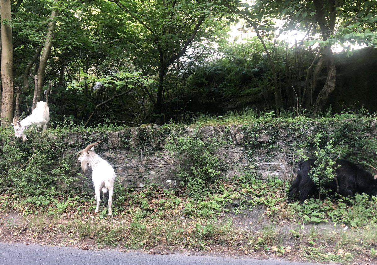 Lettiemccarthy's tweet photo. Council employ goats to clean the footpaths. Only kidding! - they’re wild goats 😂 #goats #wildgoats #Barnaslangan https://t.co/Ku6U7iYlBR