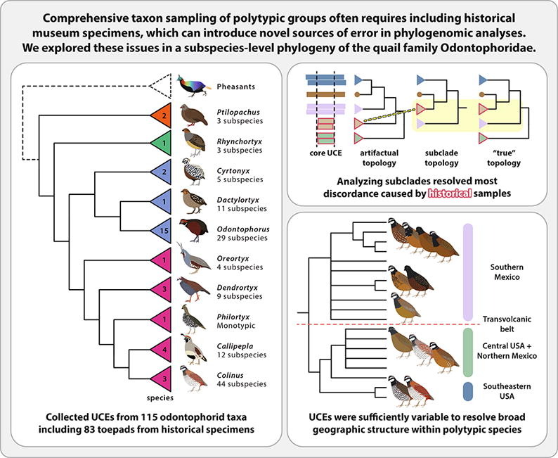albertonykus's tweet photo. Phylogeny of American quails: https://t.co/rmsOt0NoiI #birds #dinosaurs https://t.co/aY406XnWIE