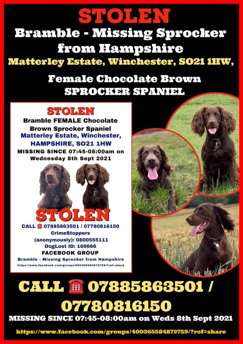 karensarah66's tweet photo. #findbramble
Female adult brown #Sprocker with small white bib & docked tail
TAGGED & CHIPPED
#MatterleyEstate #Winchester #SO21
LOST SINCE 8/9/21
WHERE ARE YOU BRAMBLE 😔💔
https://t.co/BqpNve1W5l @SheilaGarci2 @pettheftaware @FINDMISSINGDOGS @juliagarland73 @lorraineholt https://t.co/TwlNuUHXzx