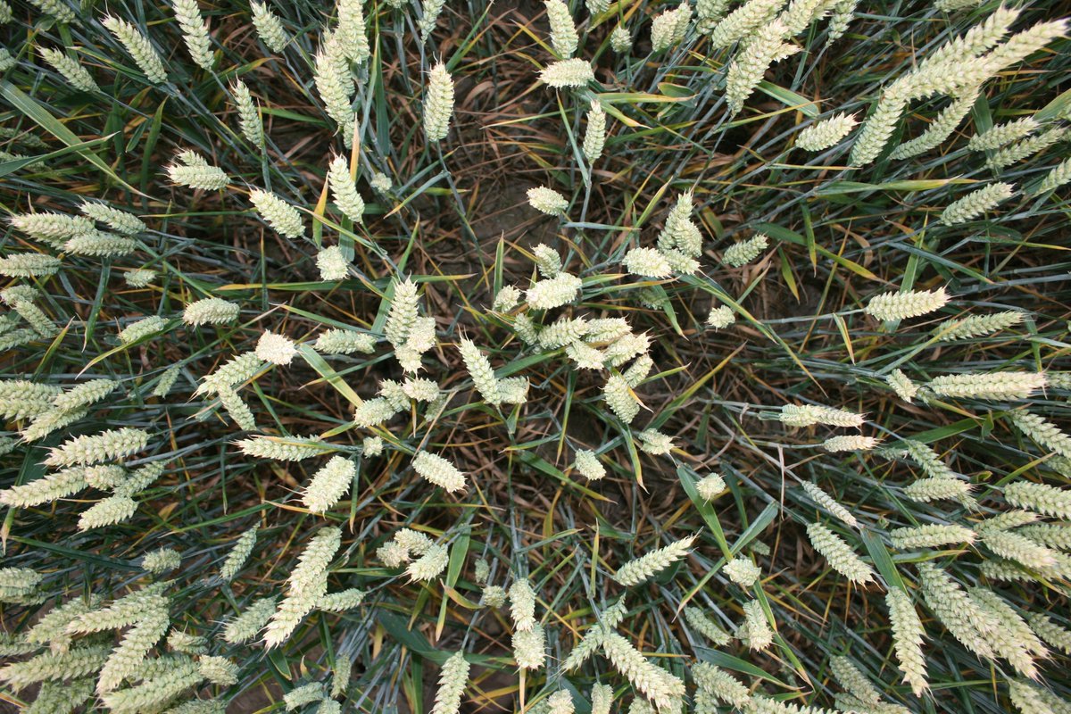 Mathew Barnes tweet media