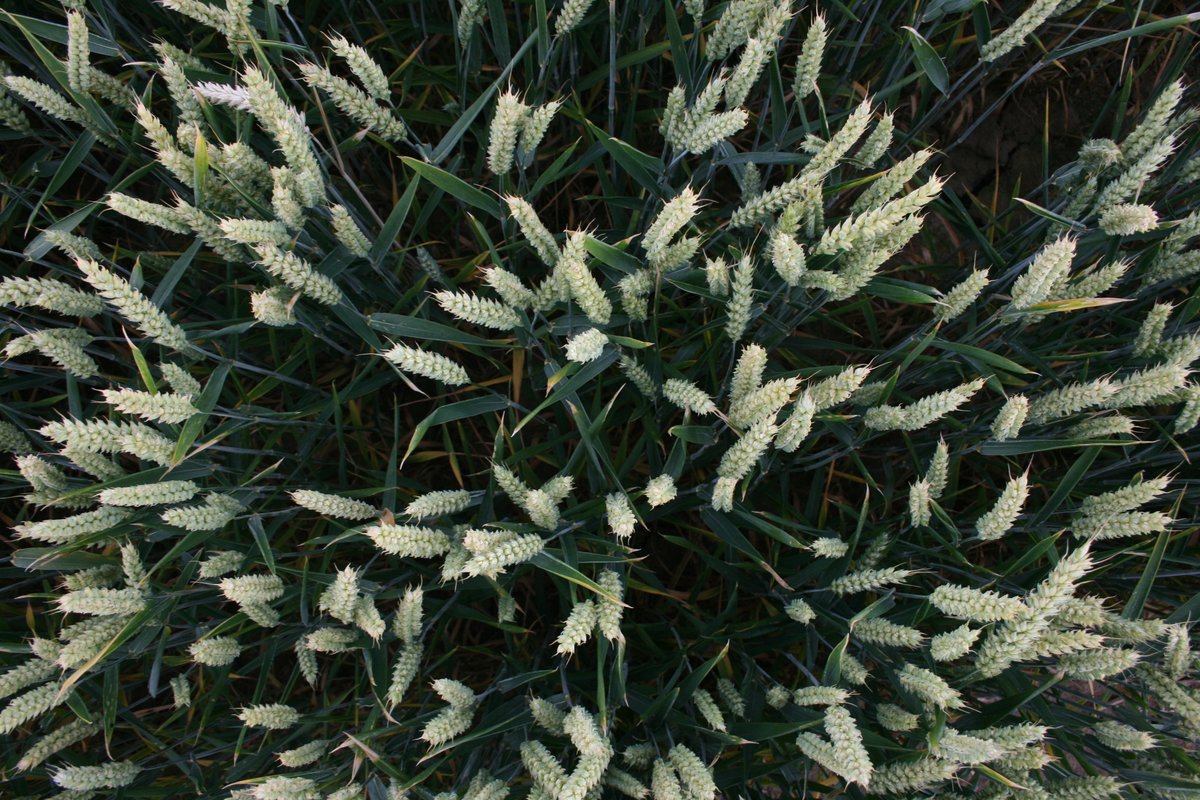 Mathew Barnes tweet media