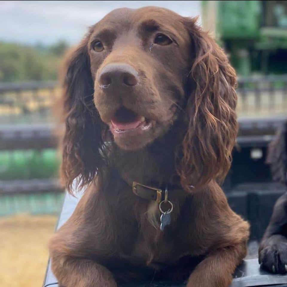 rosieDoc2's tweet photo. #findBramble
We’ll never give up on you girl 💖 Sending you strength and positive vibes. Keep going Bramble 💪 Please RETWEET and keep her in your thoughts 🙏
Everyone’s got you girl.
We’re trying so hard to find you xx #bringbramblehome https://t.co/zjjhQMyd50
