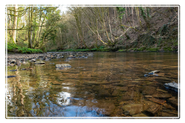 photos_dsmith's tweet photo. The #Etherow #river runs though the heart of East #Stockport. Its #crystalclear #waters provide life to many #animals on the #park. #landscapephotography #landscapelovers #photography #landscapephotomag See more of this #Cheshire #photographer at https://t.co/VilcfnO0ps https://t.co/jJKR5p9kdH