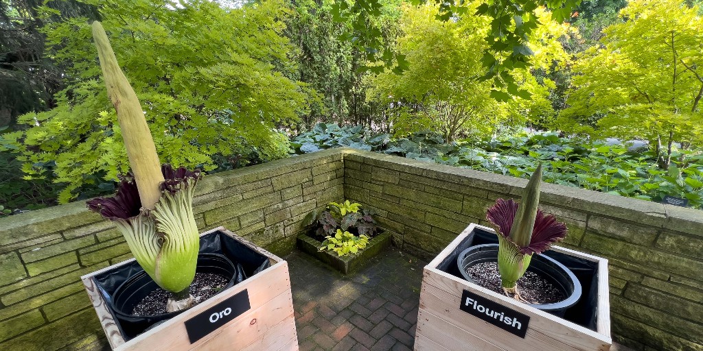 chicagobotanic's tweet photo. Bloom alert: Flourish is open! Visit the Sensory Garden to see both #corpseflowers in bloom. Flourish and Oro will be on display through Thursday. https://t.co/J2NkC9FKaZ